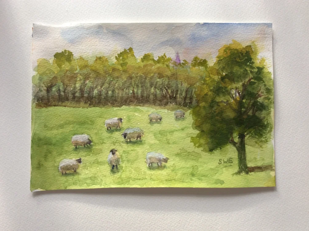 A shaggy of sheep A shaggy of sheep
