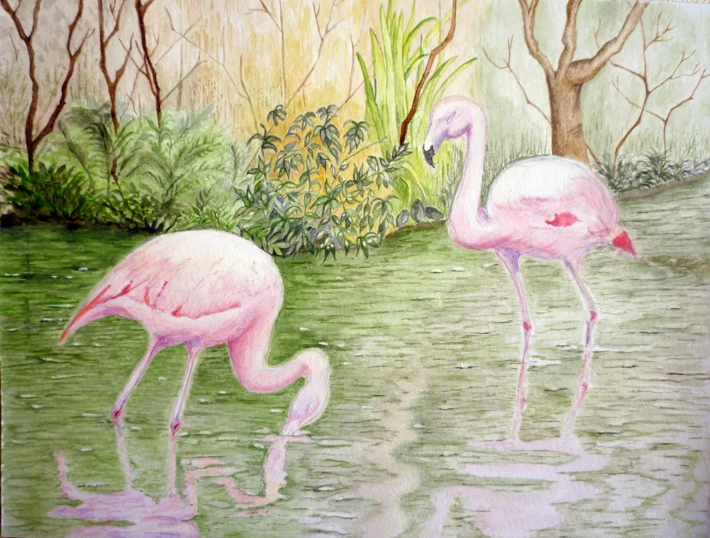 flamingo flamingo