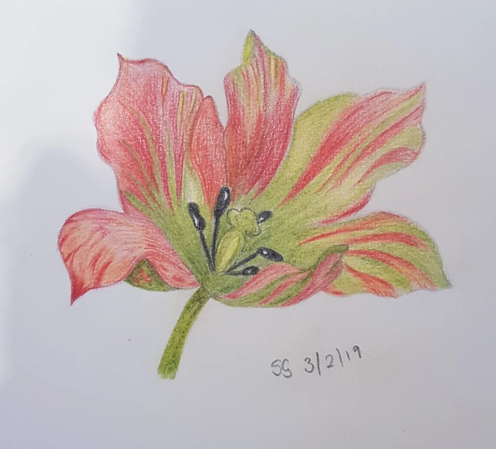 Tulip 2 Tulip 2