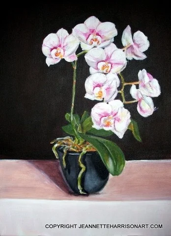Phalaenopsis Orchid II Phalaenopsis Orchid II