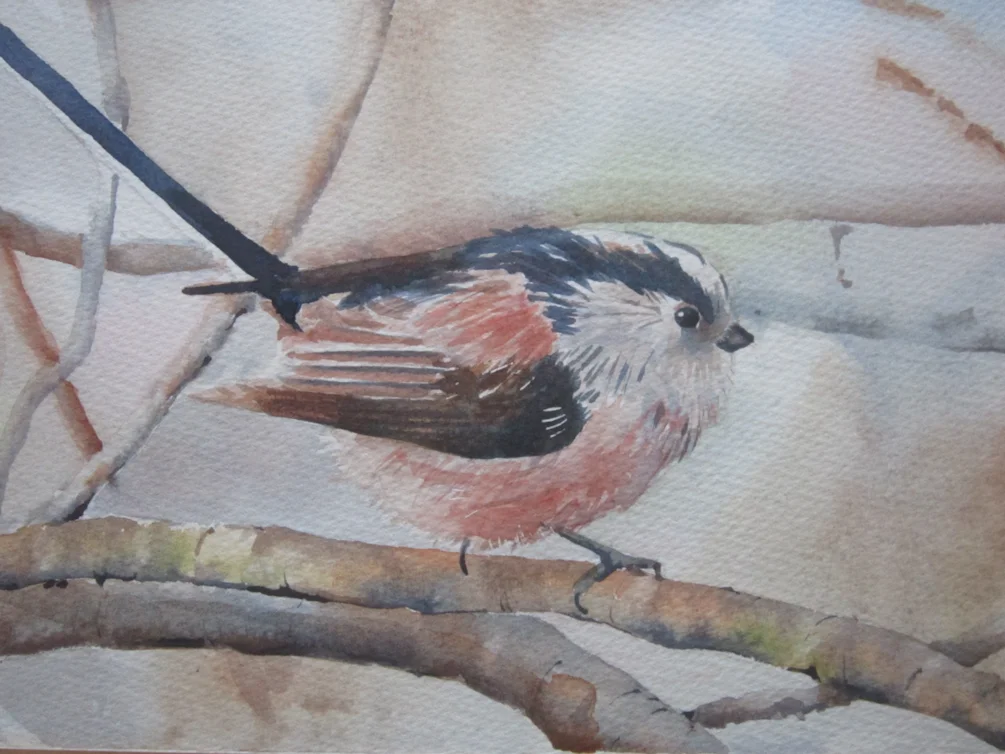 Long Tailed Tit (1) Long Tailed Tit (1)