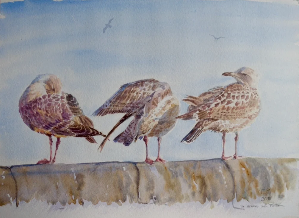 The herring gull family The herring gull family