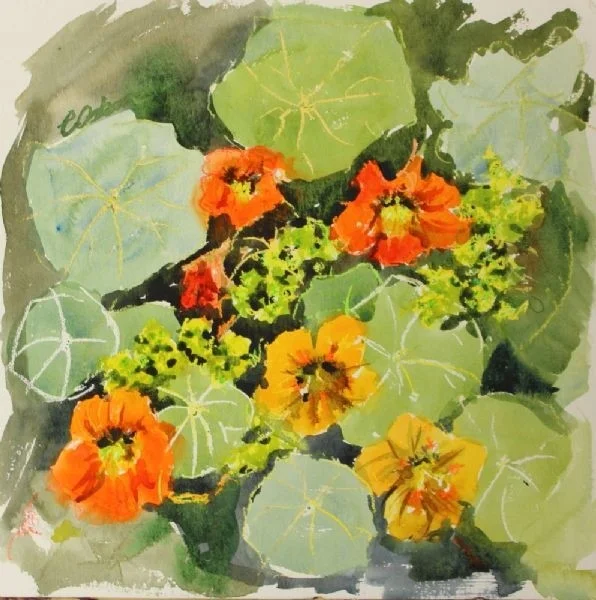 Nasturtium and alchemilla Nasturtium and alchemilla