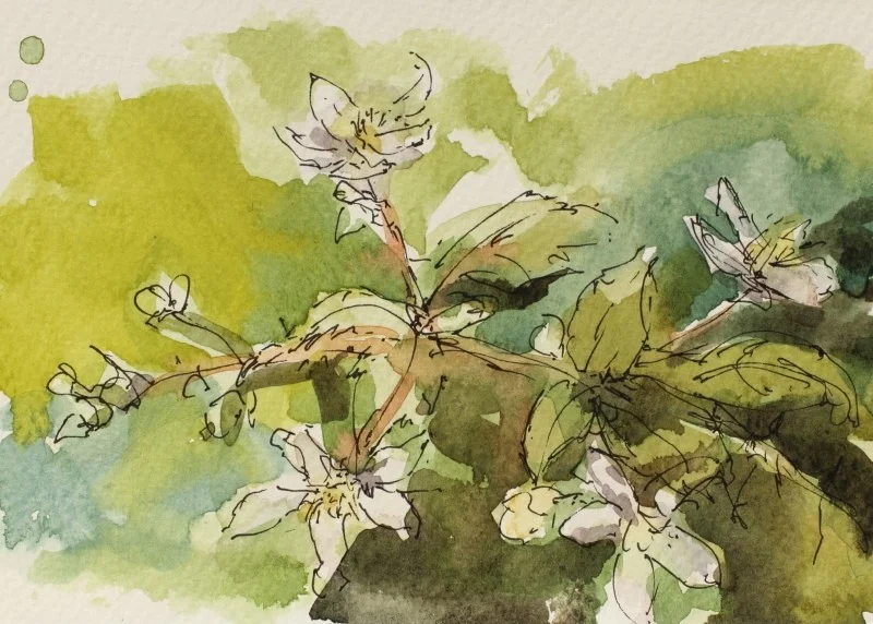 Bramble flower Bramble flower
