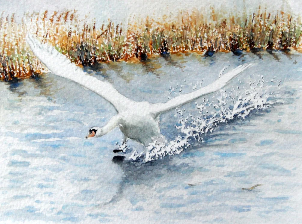 Swan Landing Swan Landing