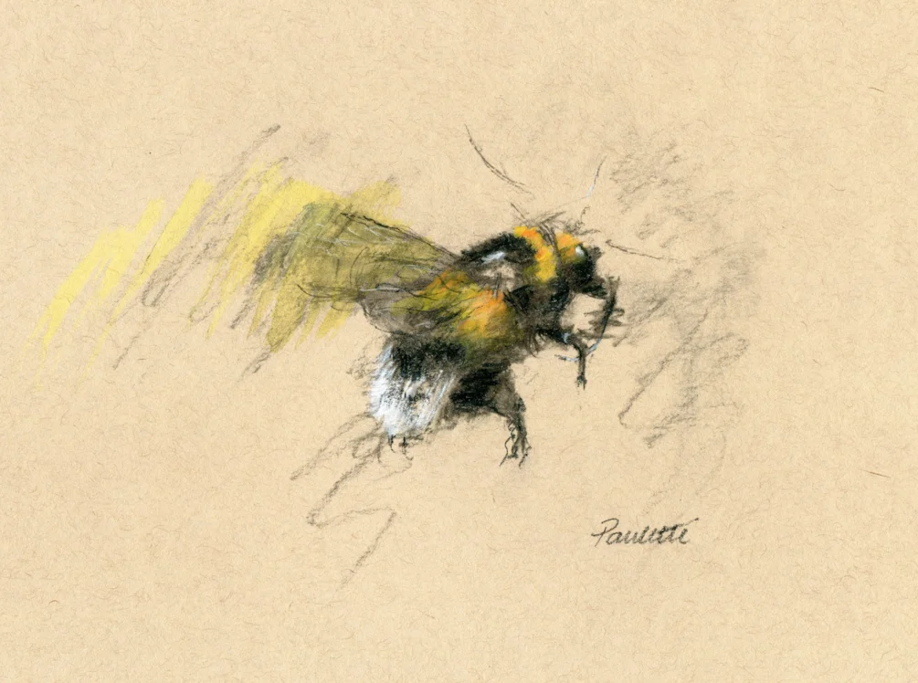 Charcoal Bee 01 Charcoal Bee 01