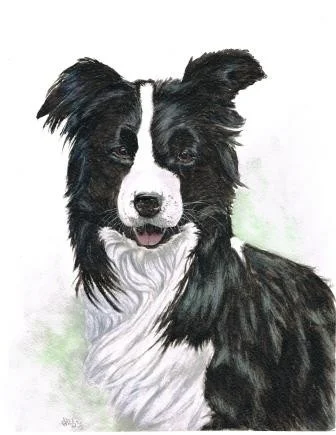 Jake the Collie Jake the Collie