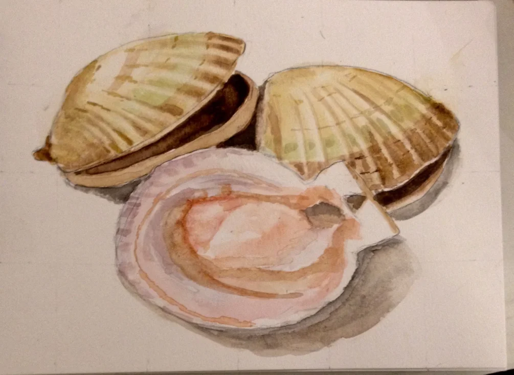 Scallops Scallops