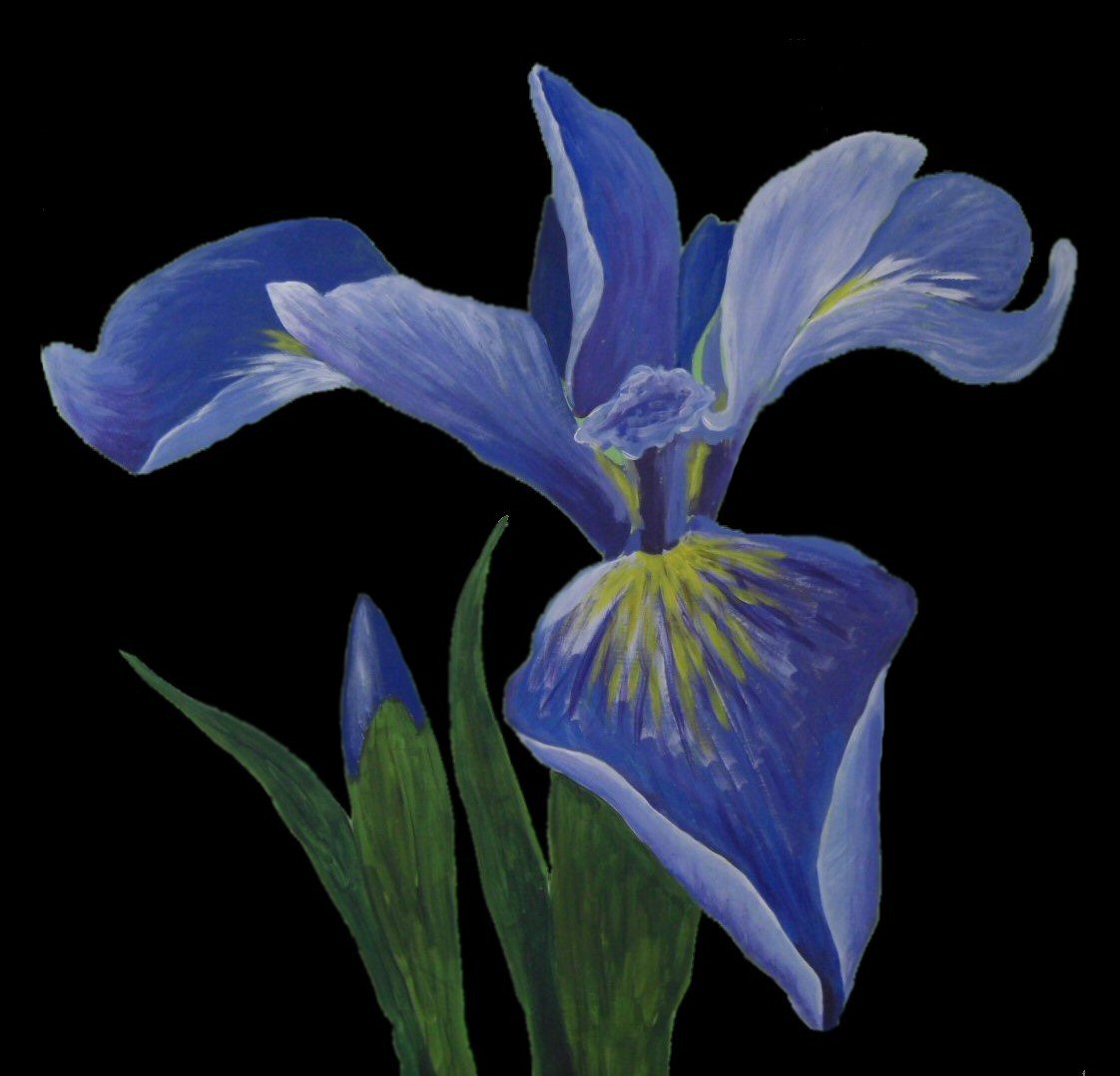 blue iris