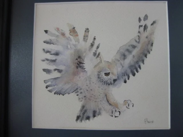 Owl landing Owl landing