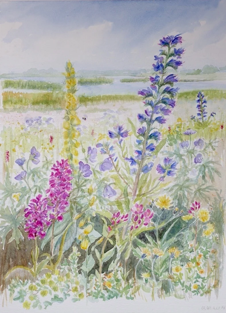 Wild flowers at Portrack Marsh Wild flowers at Portrack Marsh