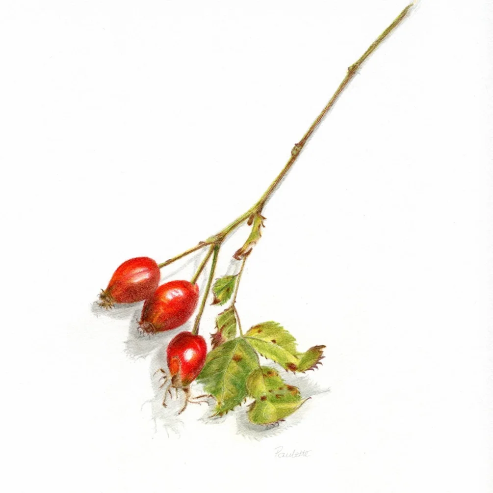 Rosehips Rosehips