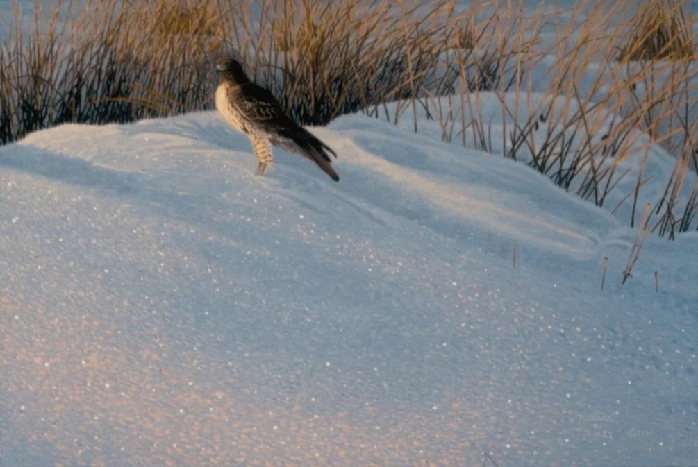 Regal Snow Regal Snow