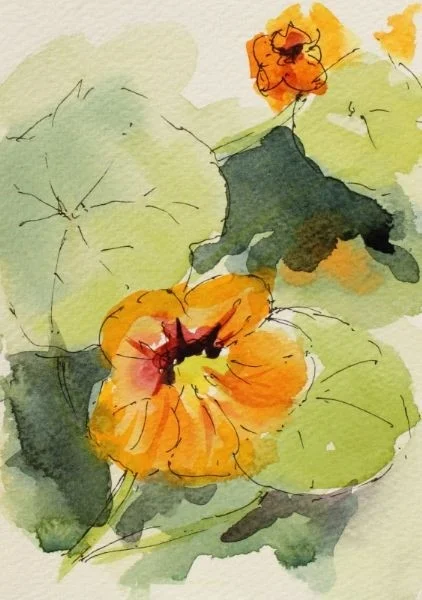 Orange Nasturtium Orange Nasturtium
