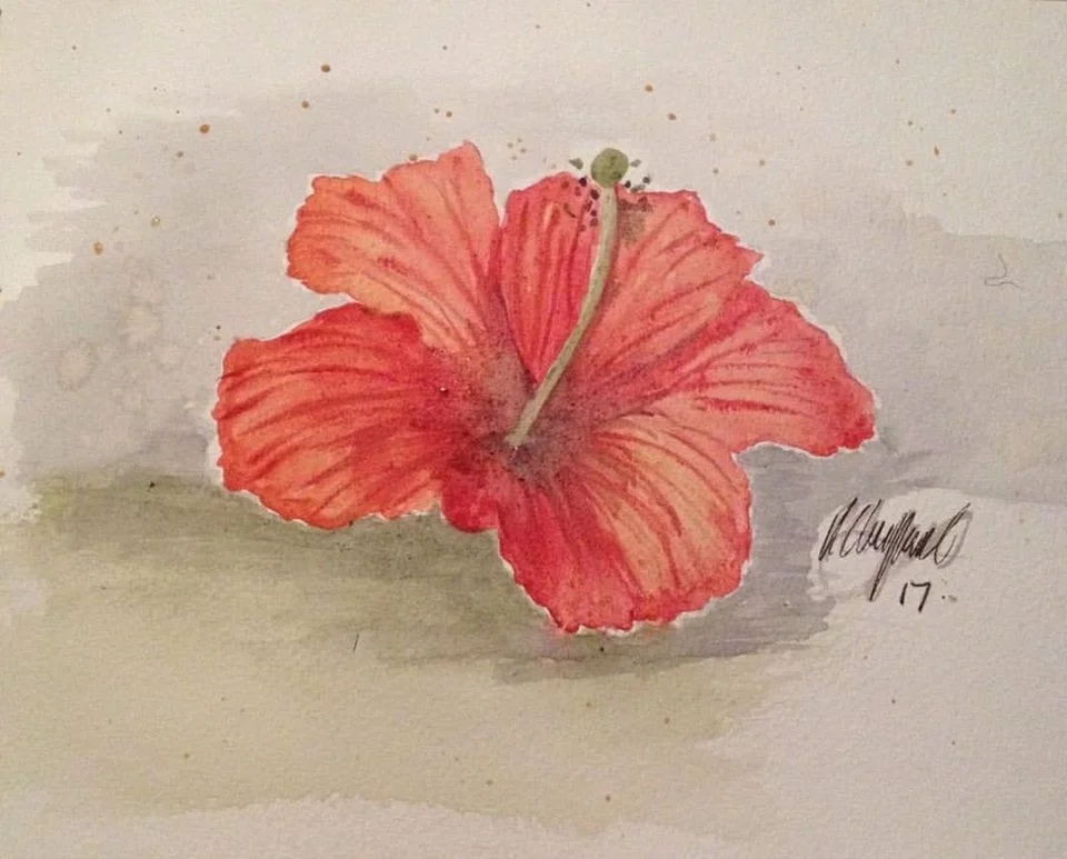 Hibiscus Hibiscus