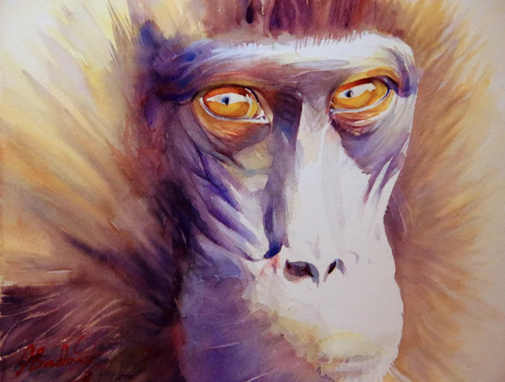 Gelada Baboon Gelada Baboon