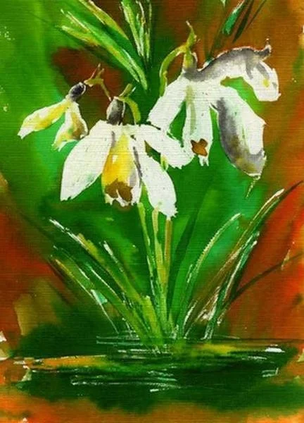 Snow drops Snow drops