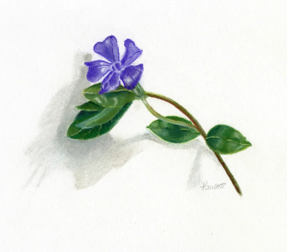 Periwinkle Periwinkle