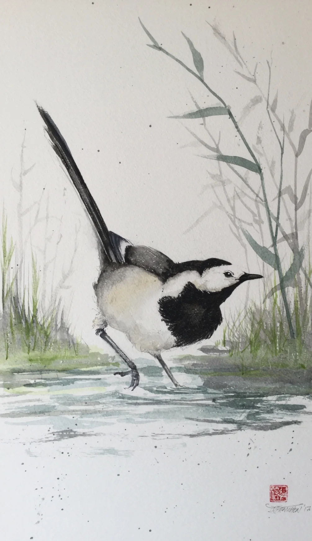 Pied wagtail taking a bath Pied wagtail taking a bath