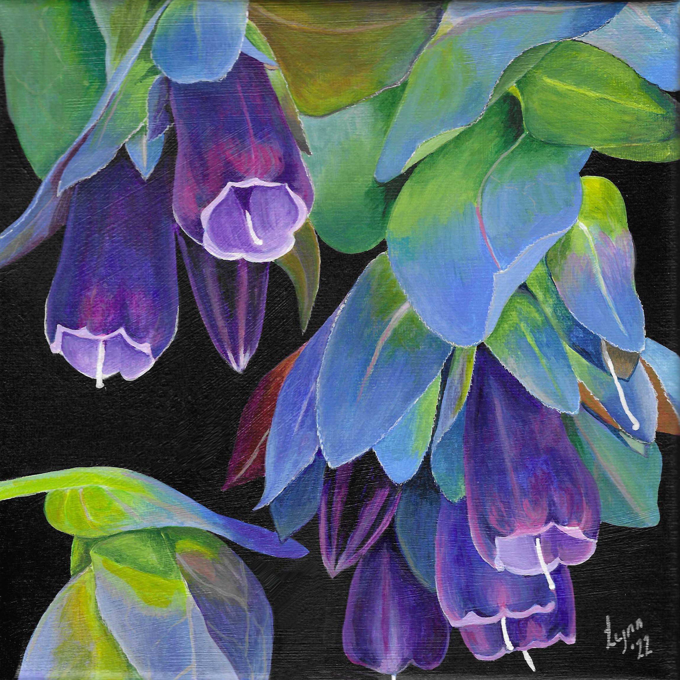 cerinthe