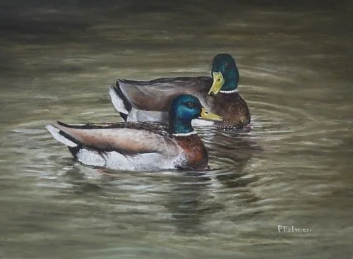 Mallard ducks Mallard ducks