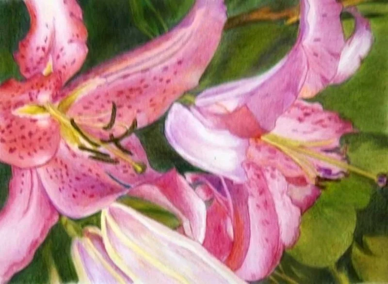 Lily the Pink Lily the Pink