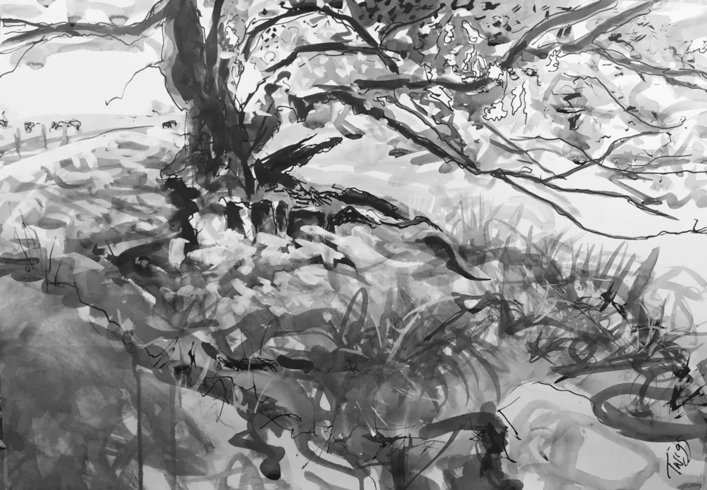 (Number 150) Oak tree by Shell Brook, Wincle. (Number 150) Oak tree by Shell Brook, Wincle.