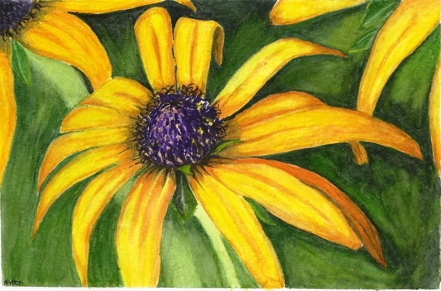 rudbekia rudbekia