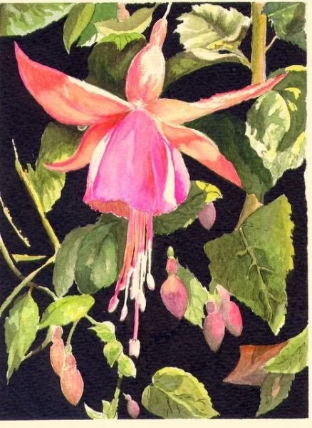 Fuchsia Fuchsia