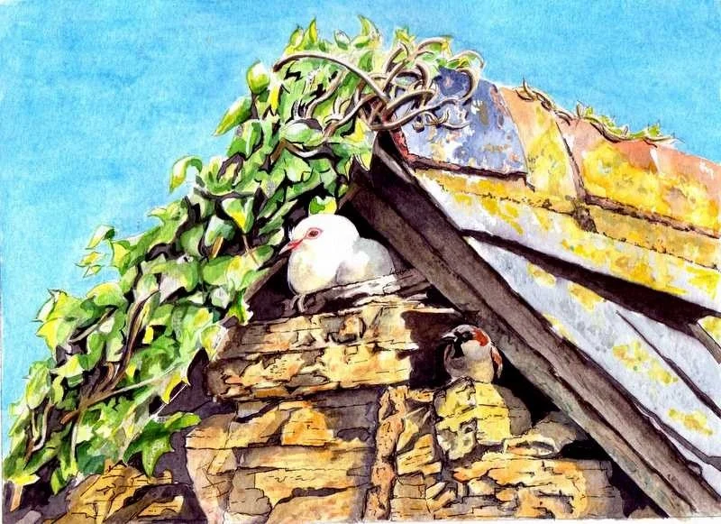 Pigeon Holed Pigeon Holed