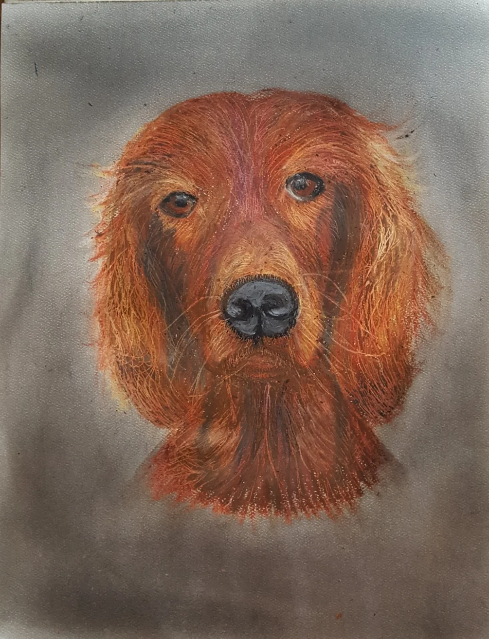 Irish Setter Irish Setter
