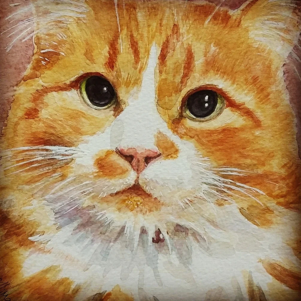 Dave the Ginger cat Dave the Ginger cat