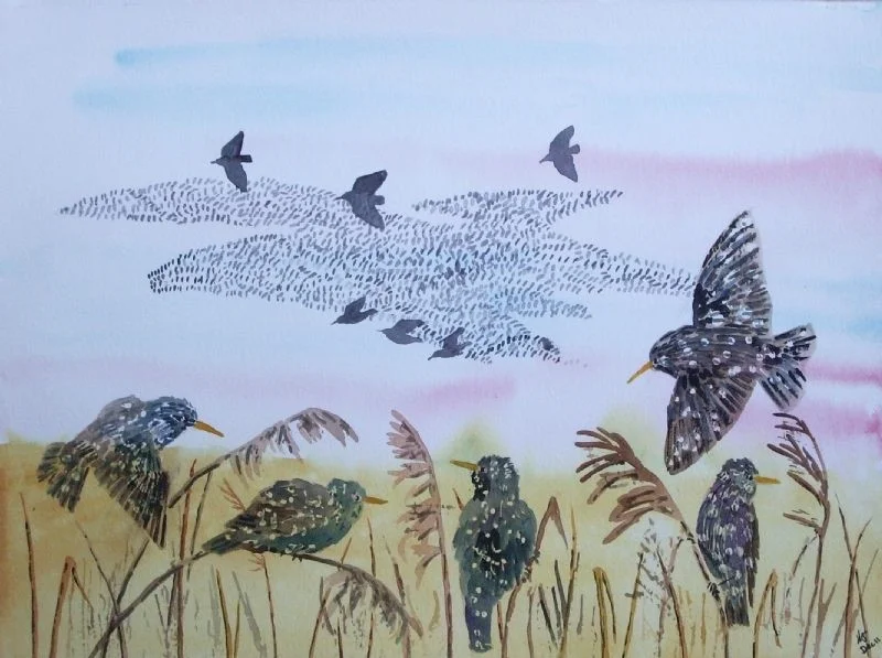 starlings starlings
