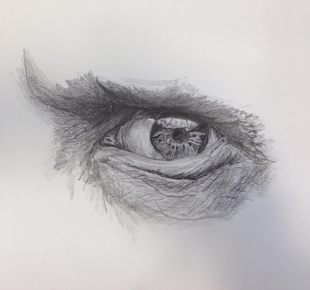 Eye Study in Pencil Eye Study in Pencil