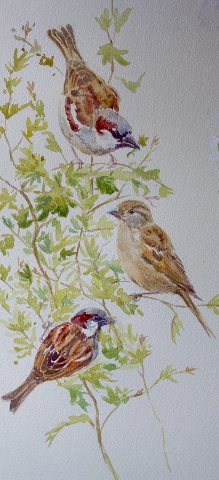 Sparrows in the hawthorn Sparrows in the hawthorn