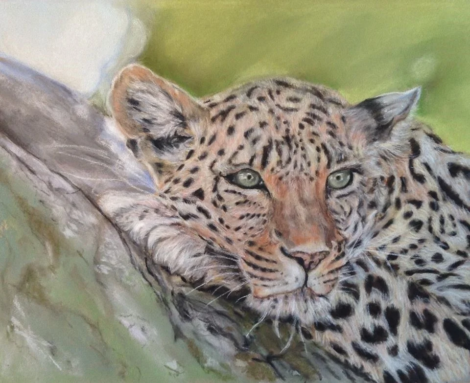Leopard Leopard