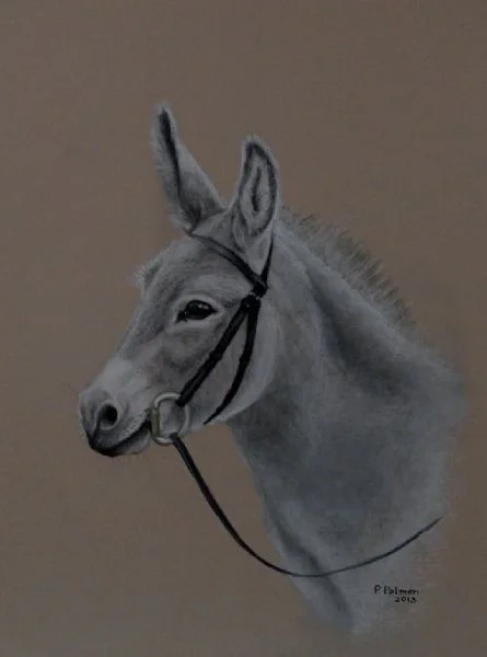 Guernsey Donkey Guernsey Donkey