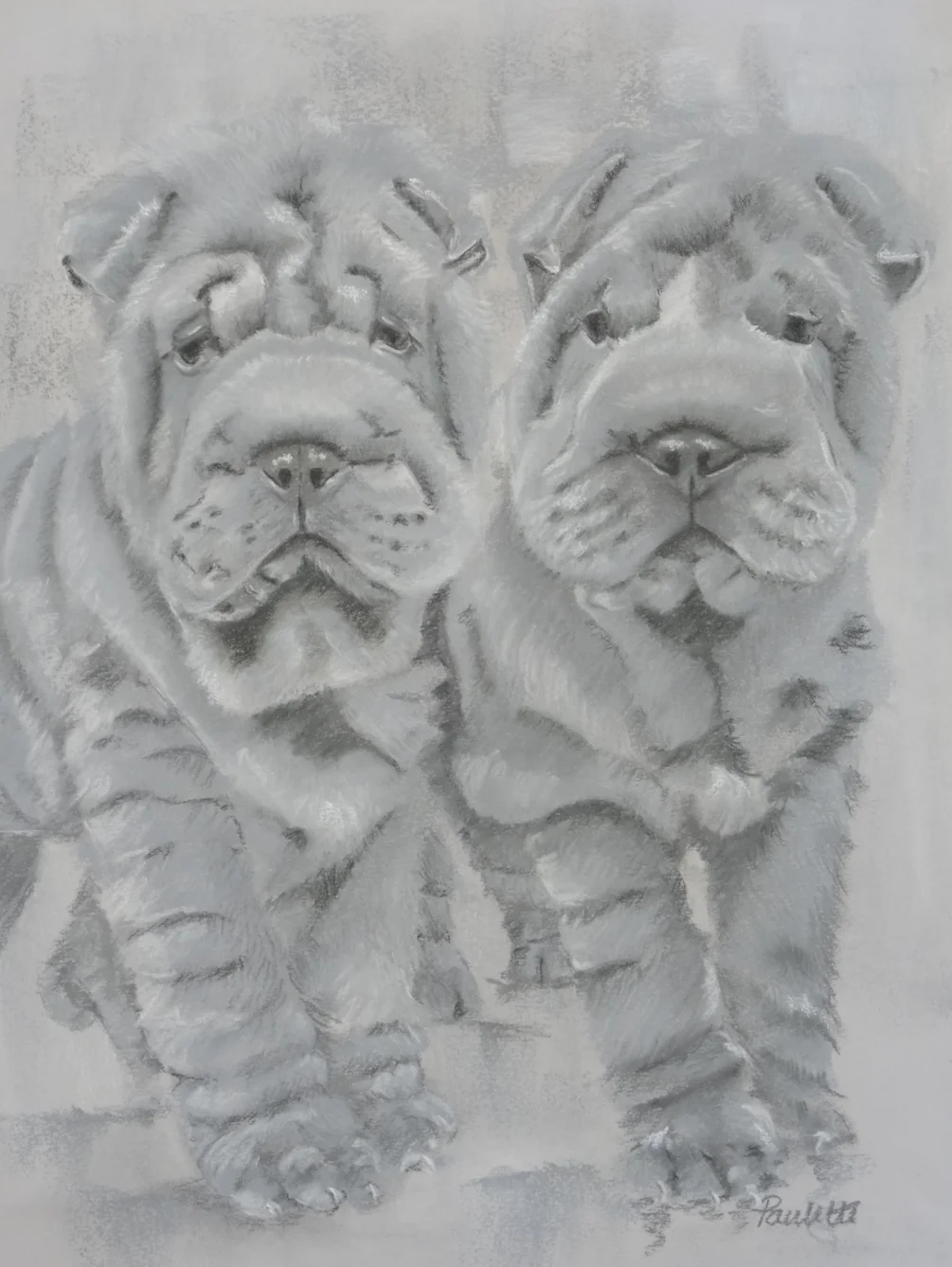 Shar Pei Twins Shar Pei Twins