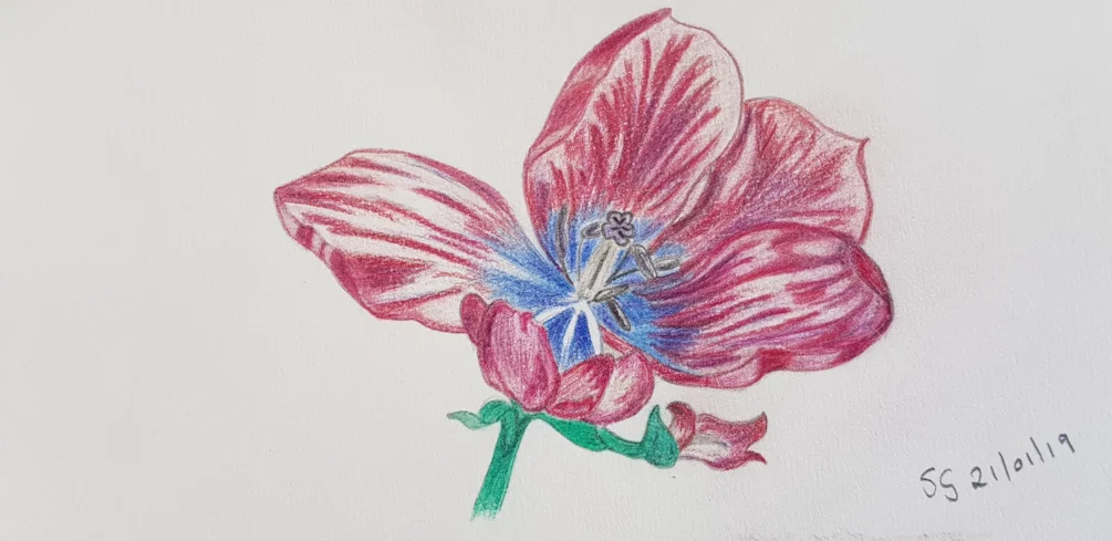 Tulip Tulip