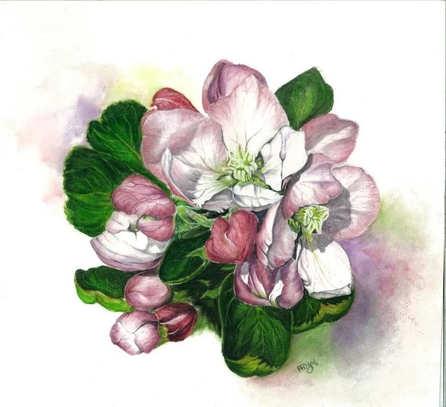 WILD ROSES WILD ROSES