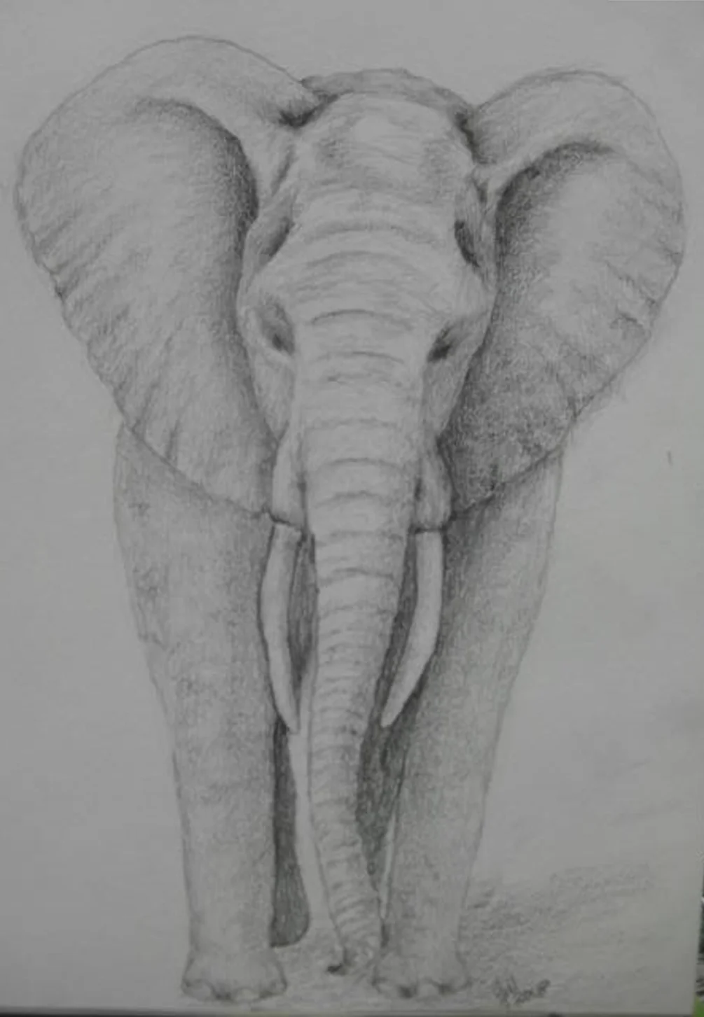 Elephant sketch Elephant sketch