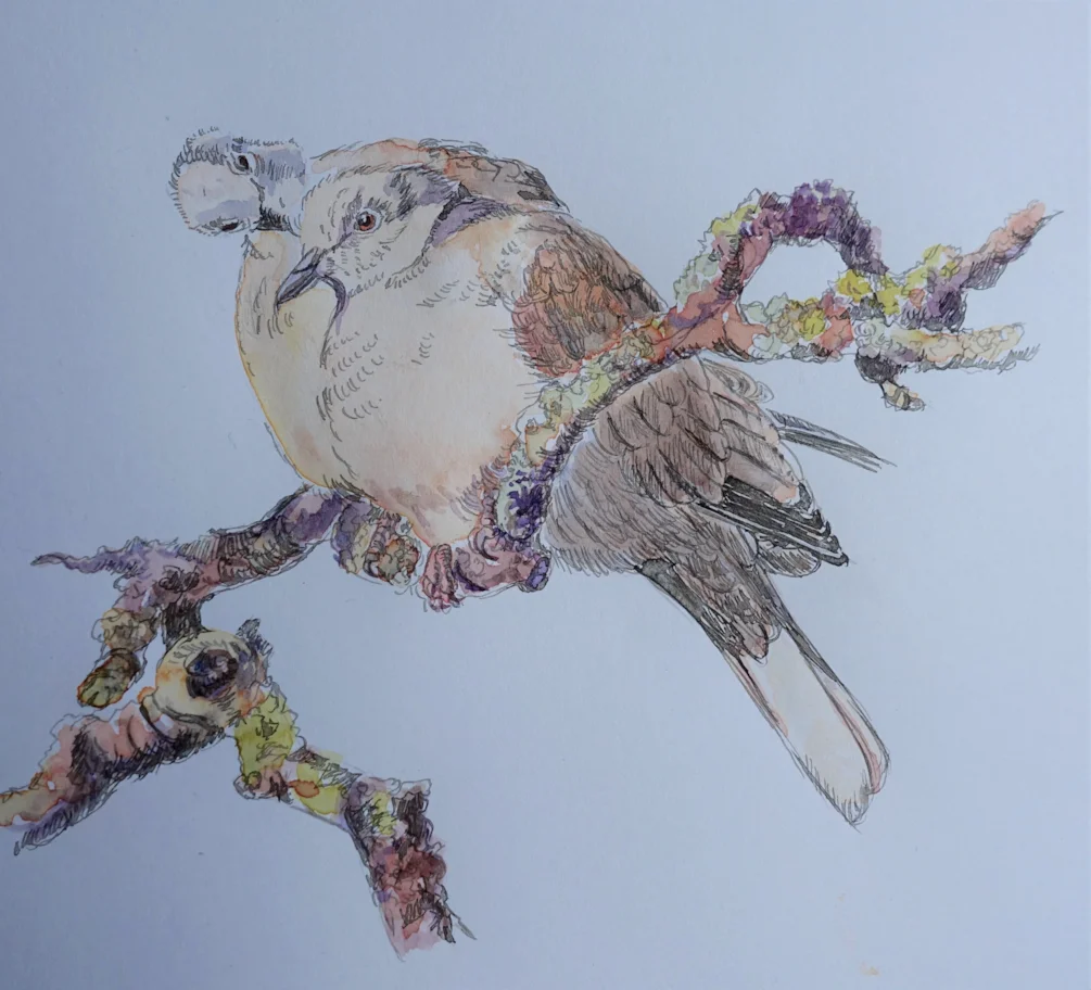 Two - er - collared doves (ink and wash) Two - er - collared doves (ink and wash)