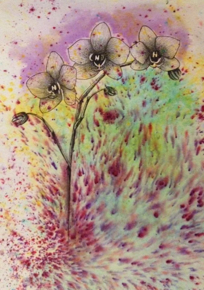 Orchid Orchid
