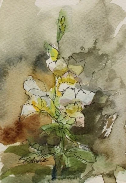 White Snapdragon White Snapdragon