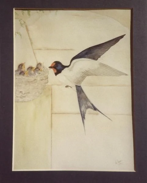 Swallow & young Swallow & young