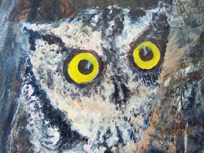 Owl eyes Owl eyes