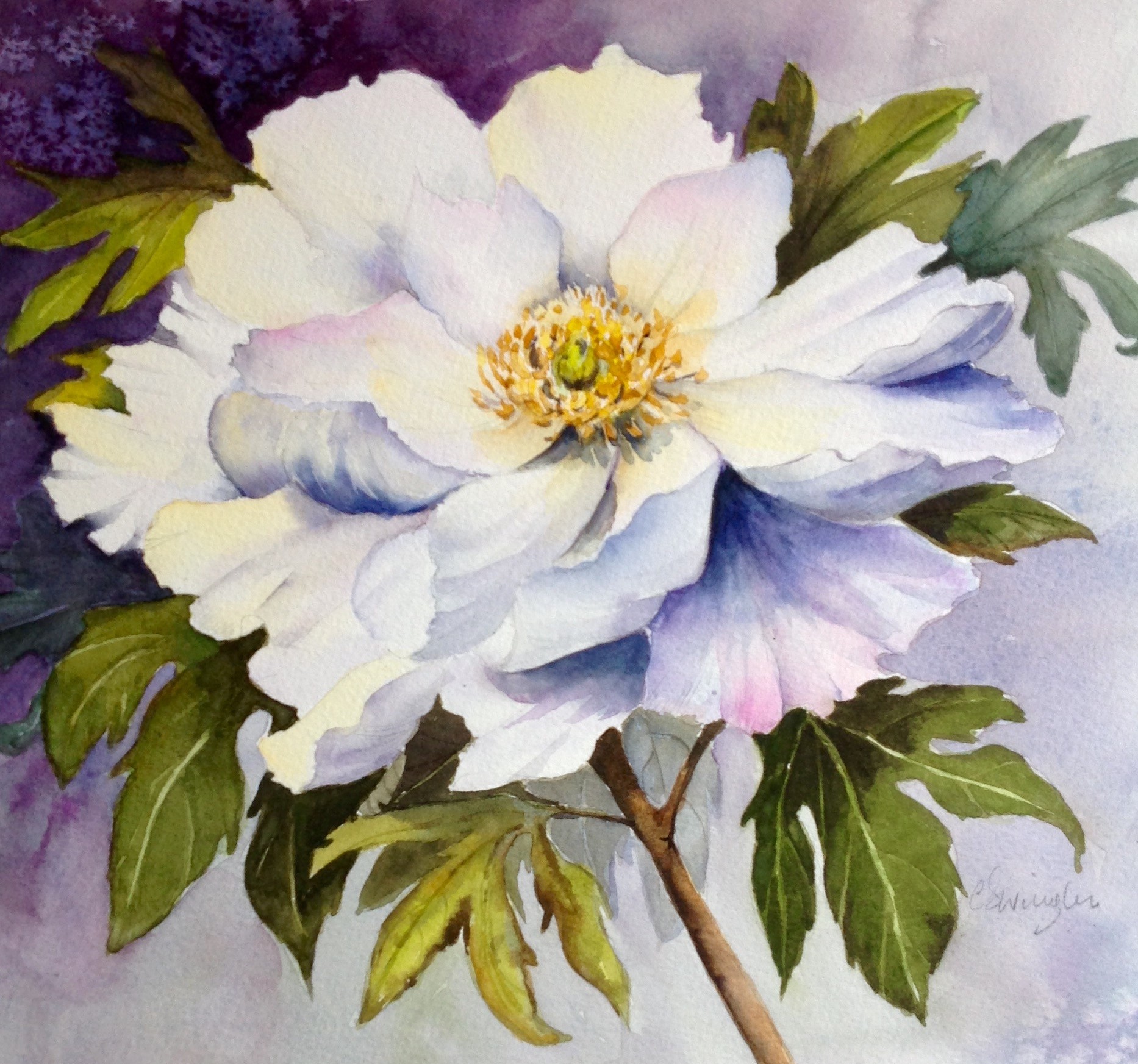 White peony from my garden (in Summer of course)