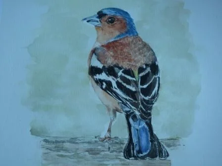 Male chaffinch Male chaffinch