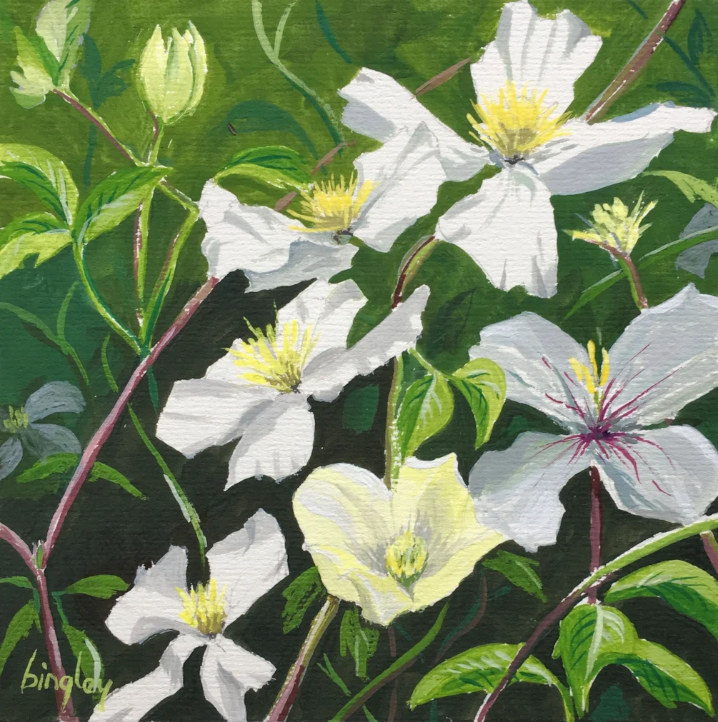 Clematis "Montana" Clematis "Montana"