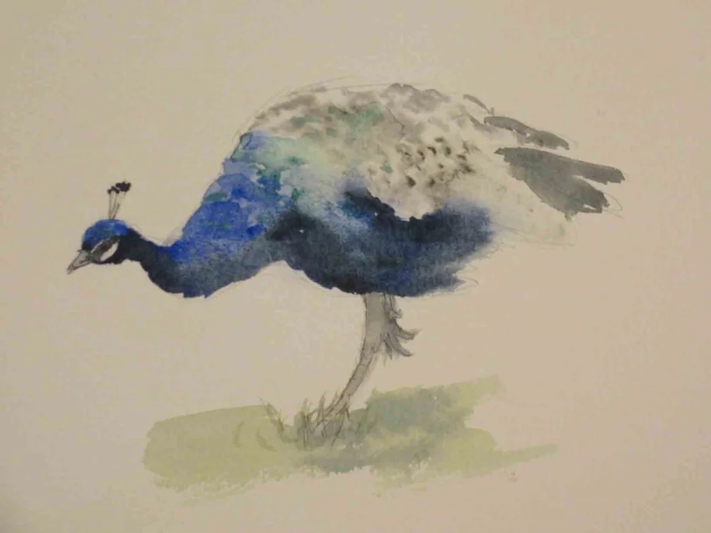 peacock peacock
